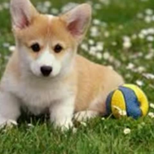 If I were a Dog by Will