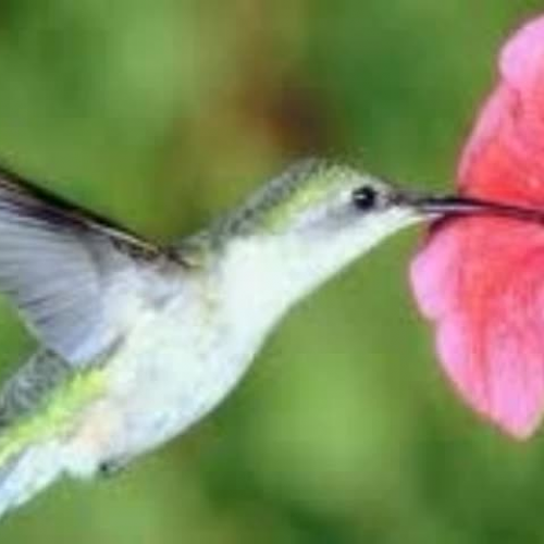 If I were a Bird by Michael