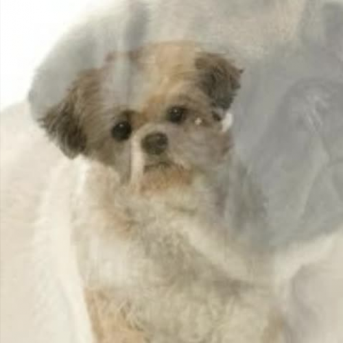 If I were a Dog by Kiara