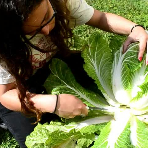 Fairchild Challenge Video