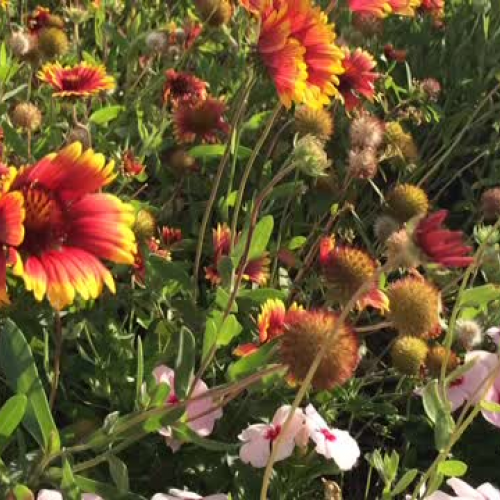 Fairchild Garden Challenge- South Miami Senio