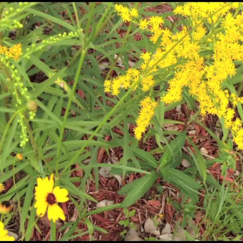 Braddock FC garden 2014