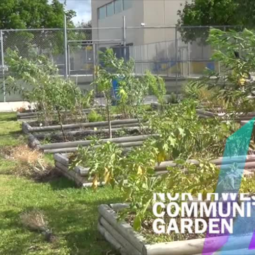 Miami Northwestern’s Community Garden