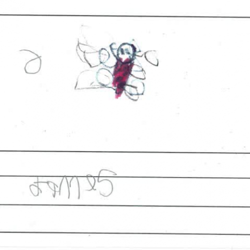 Insect Research Slideshow