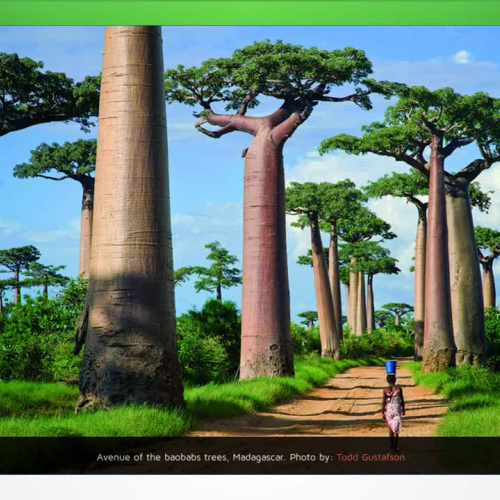 World?s Most Colourful Trees!