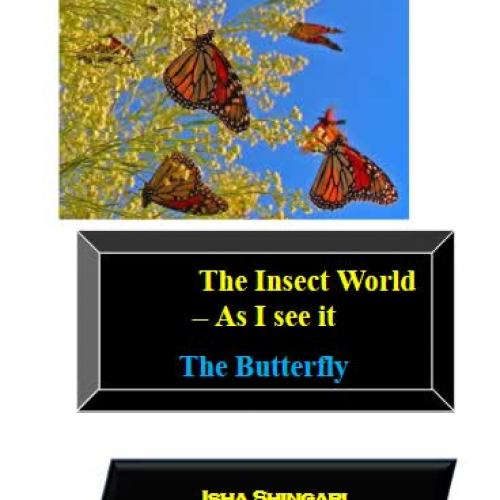 butterflylatest