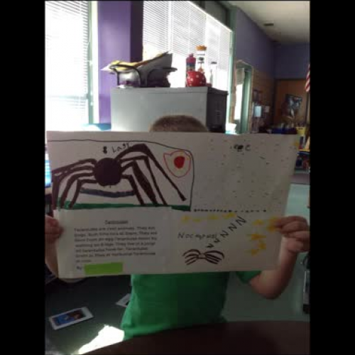 First Grade Tarantula Report