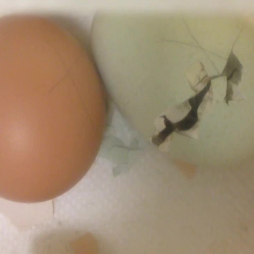 Chick hatching, Life Science, 