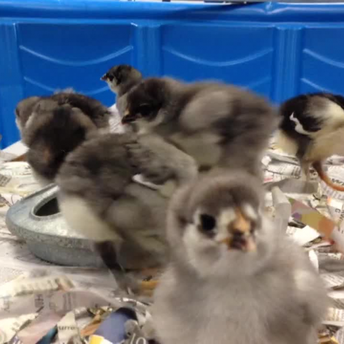 Week old Chicks