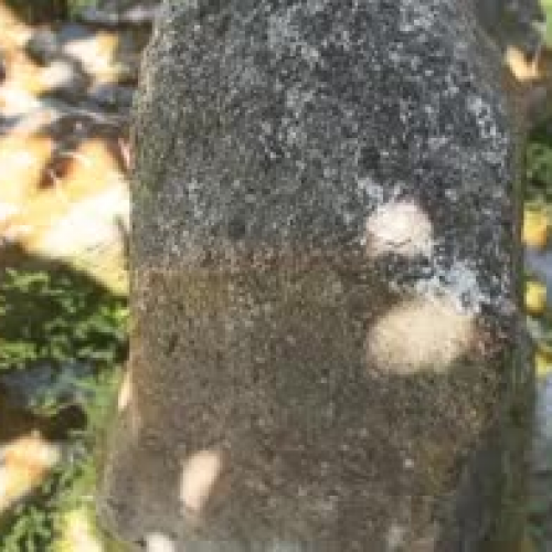 Pemutih Kulit Glutera