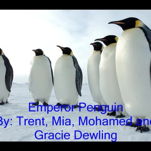 Penguin Photo Story - Mohamed, Trent, Mia, Gr