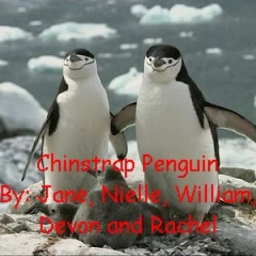 Penguin Photo Story - Jane, Nielle, Devon, Wi