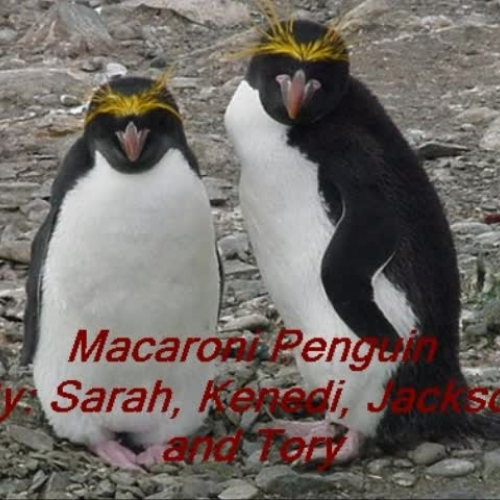 Penguin Photo Story - Sarah, Kenedi, Tory, Ja