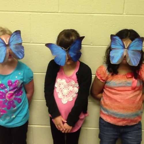 Rainforest Blue Morpho Butterfly