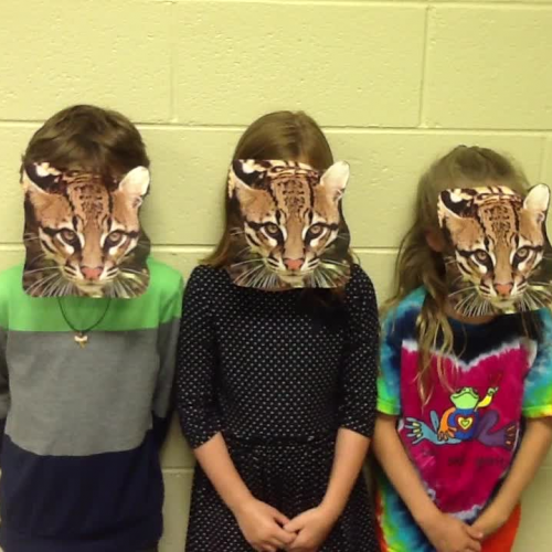 Rainforest Ocelot- Michael, Charlotte, &amp; 