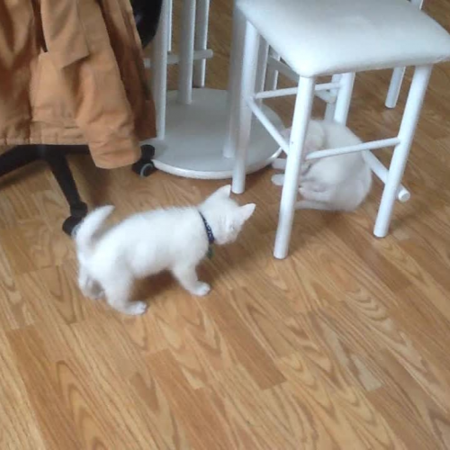 Eichenauer - Puppies