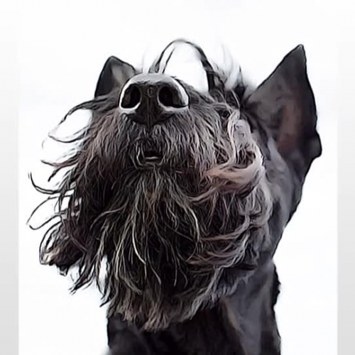 Scottie News Field Test