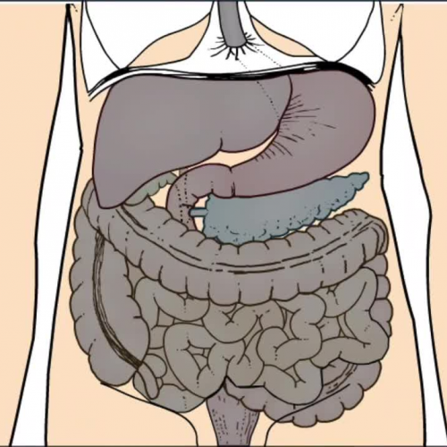 The Digestion and Absorption of Fats