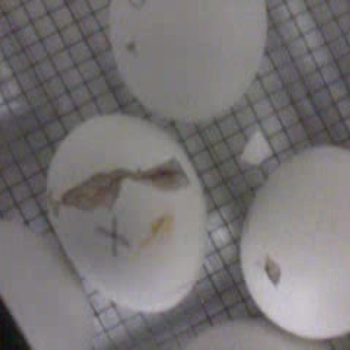 Embryology - Chick Hatch