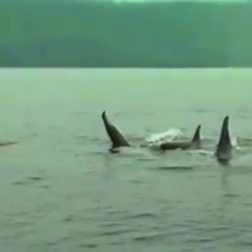 orcas