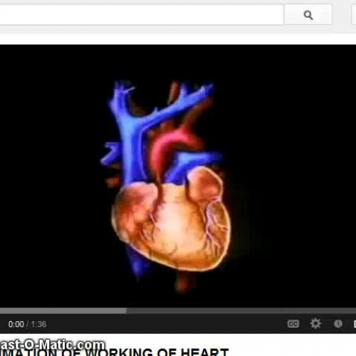 Circulatory System Video II