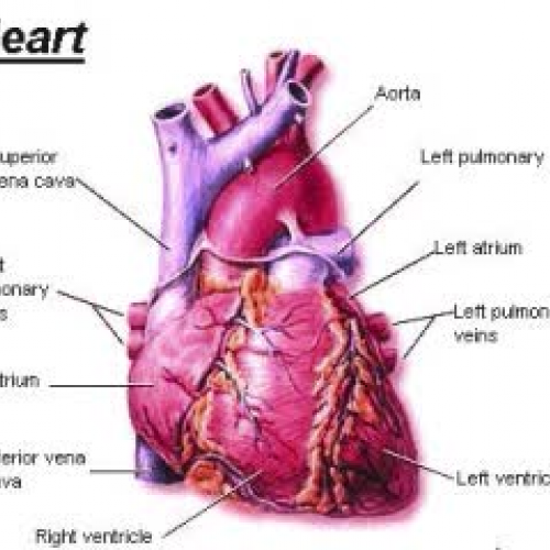 Physiology &amp; Anatomy - The Heart (Diagarm
