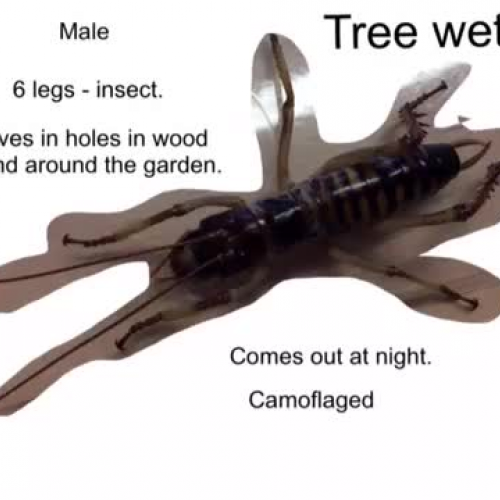 NZ Tree Weta
