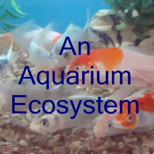PhotoStory - Aquarium Ecosystem