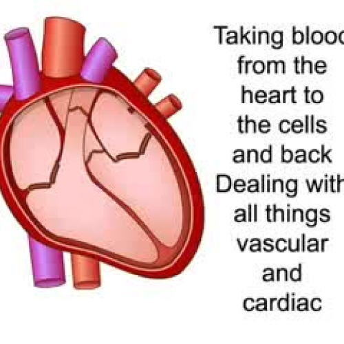 Circulatory System