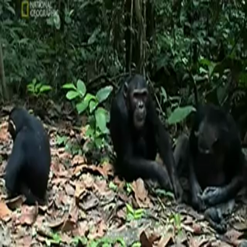 Chimp Hunting with Tools Part II