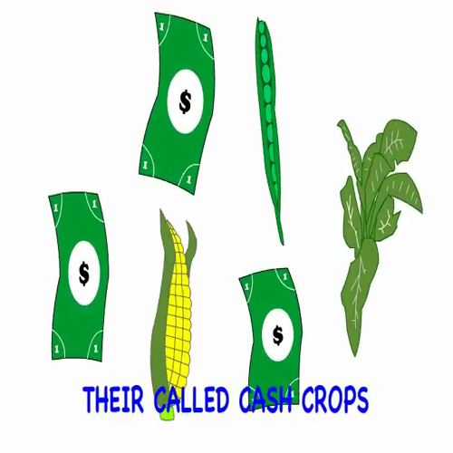 Cash Crops