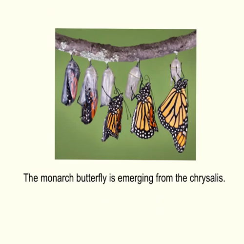 explain everything butterfly life cycle