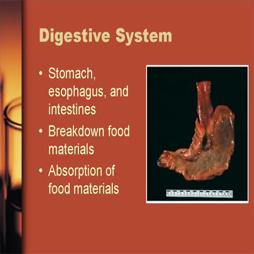 body systems