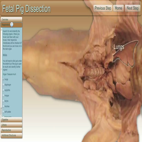 virtual fetal pig dissection lab