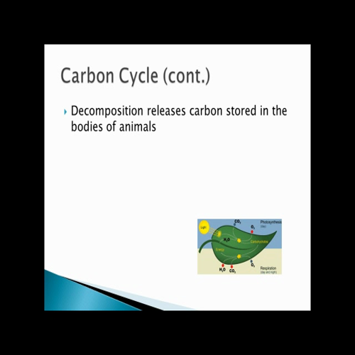 6 carbon cycle