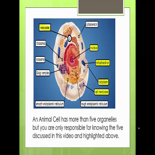 introduction to animal cells