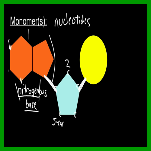 Biology at West - Biochemistry 3I - Macromolecules: Nucleic Acids  (DNA and RNA)