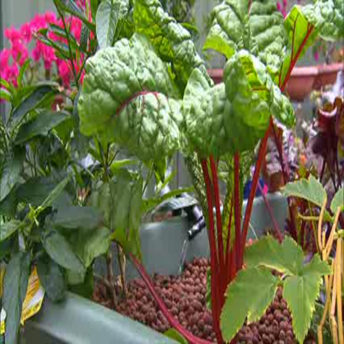 Greenfingers Growing  in Hydroponics and Aquaponics