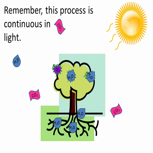 photosynthesis with audio