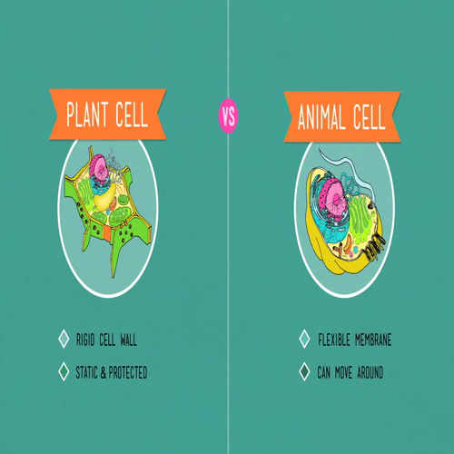 plant cells_ crash course biology #6