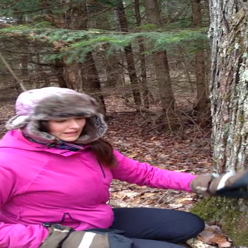 Mommensalism - moss and tree