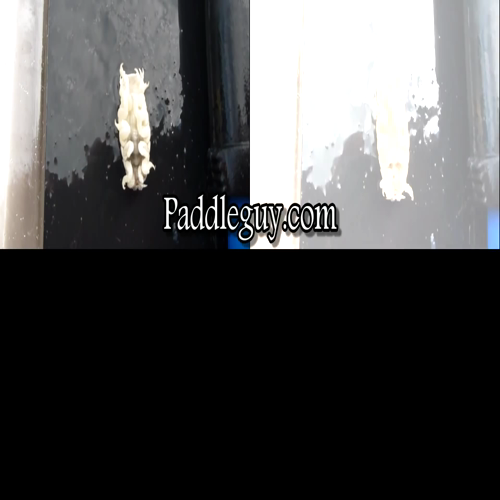 What is a tongue eating louse? Other than being gross can it harm humans?