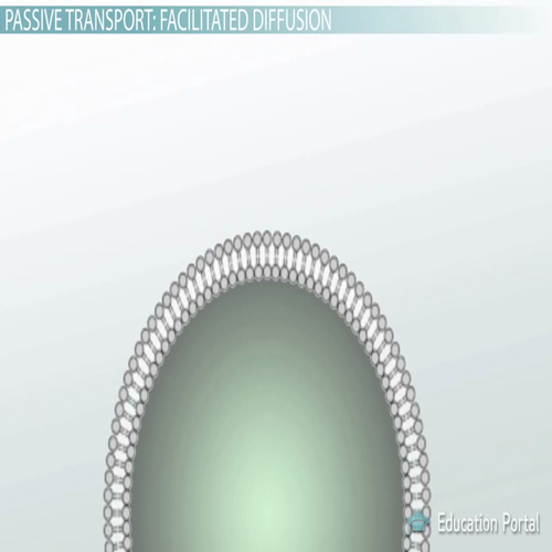 passive transport in cells_ simple and facilitated diffusion and osmosis