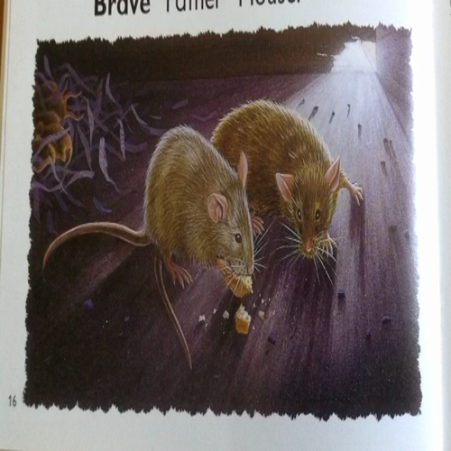 brave father mouse (6)