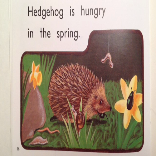 hedgehog is hungry (3)