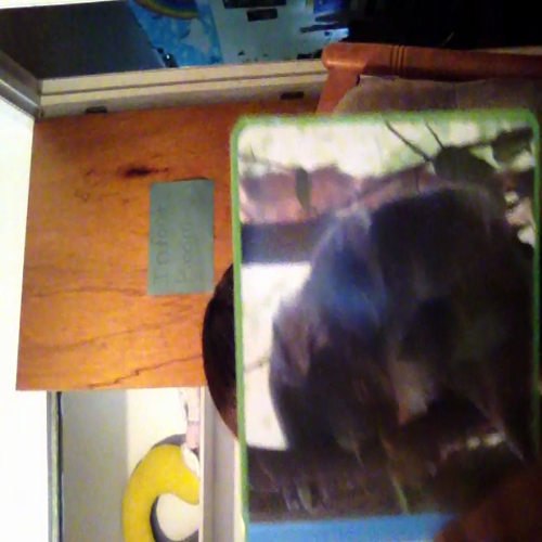 Baby Koala and Mommy