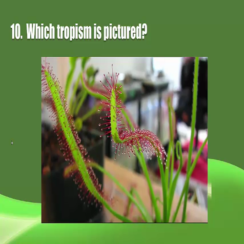tropism quiz