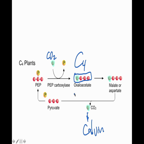 leaf anat and alt photosynth