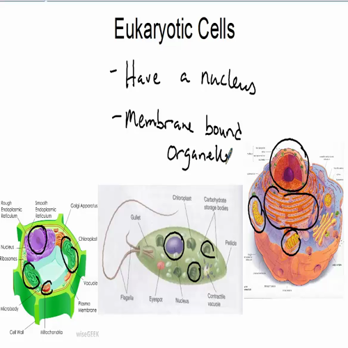 the two types of cells