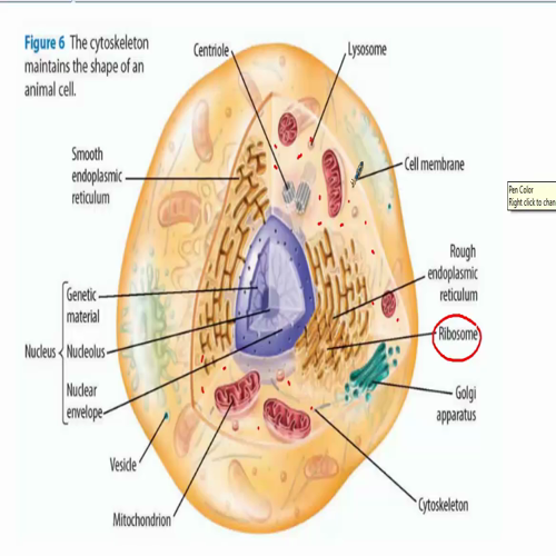 cell organelle id